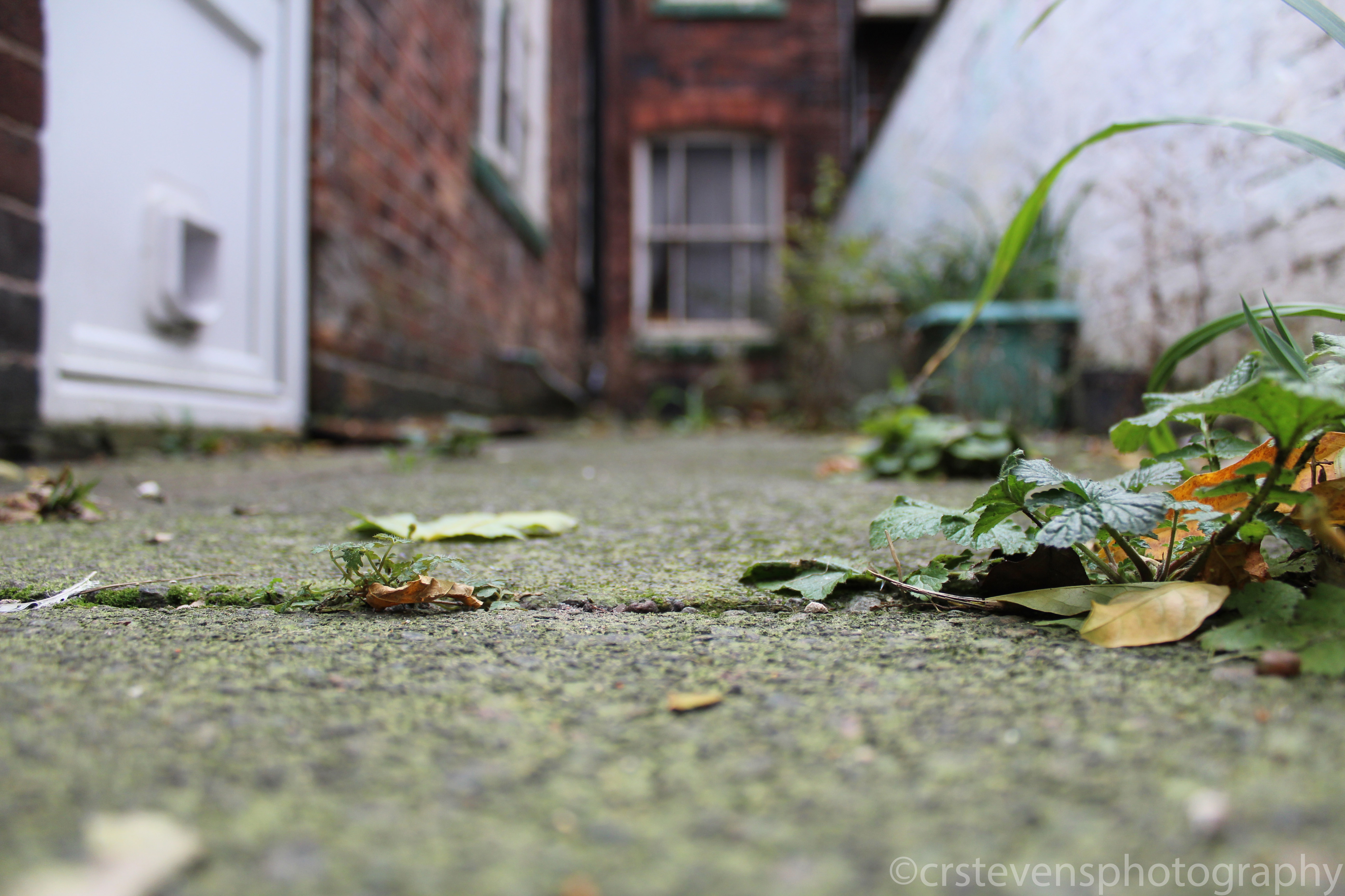 an alleyway from a low angle with some plants and the ground in focus and a door and window blurred in the background