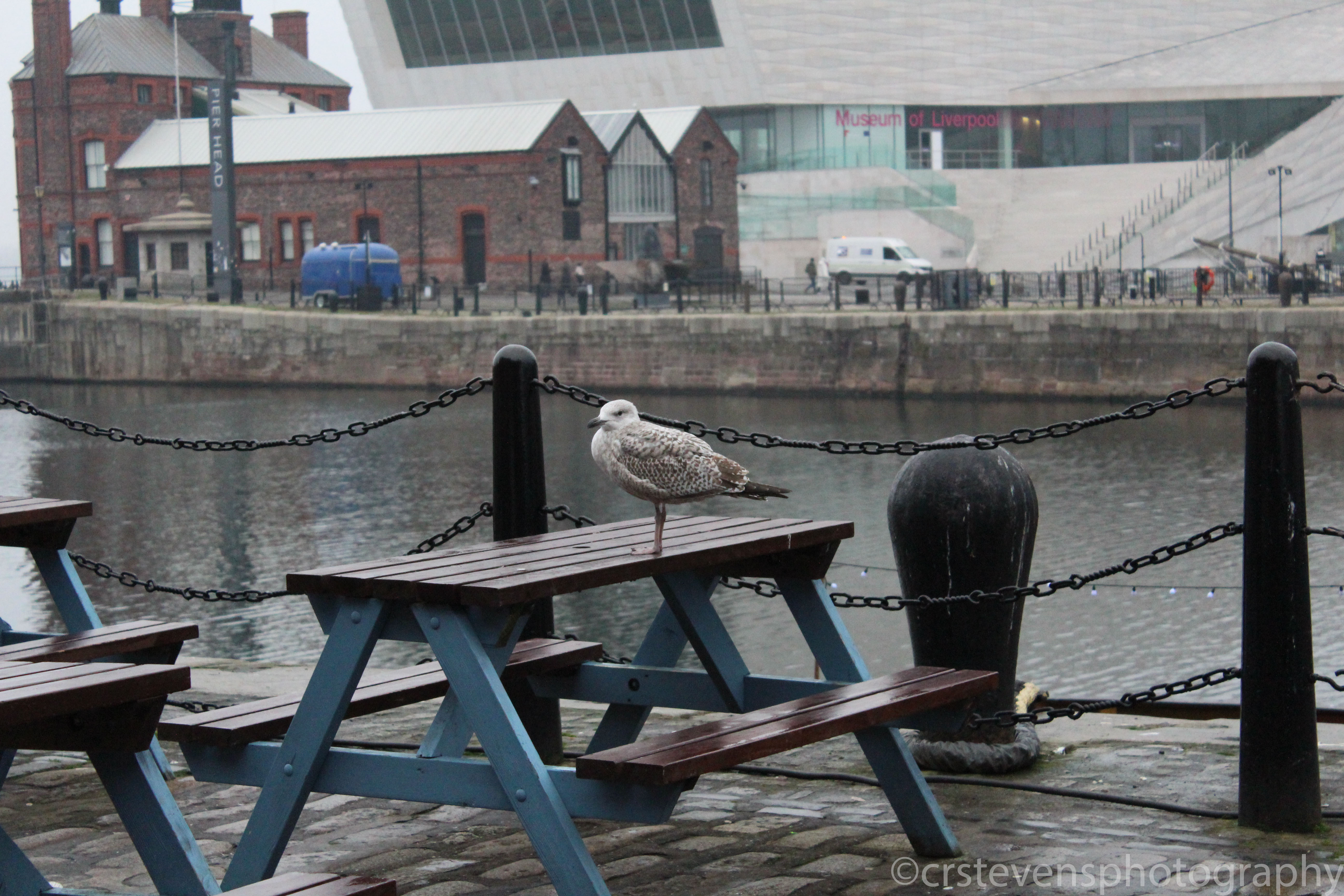 a seagull on a picnic bench next to a fence and a canal
