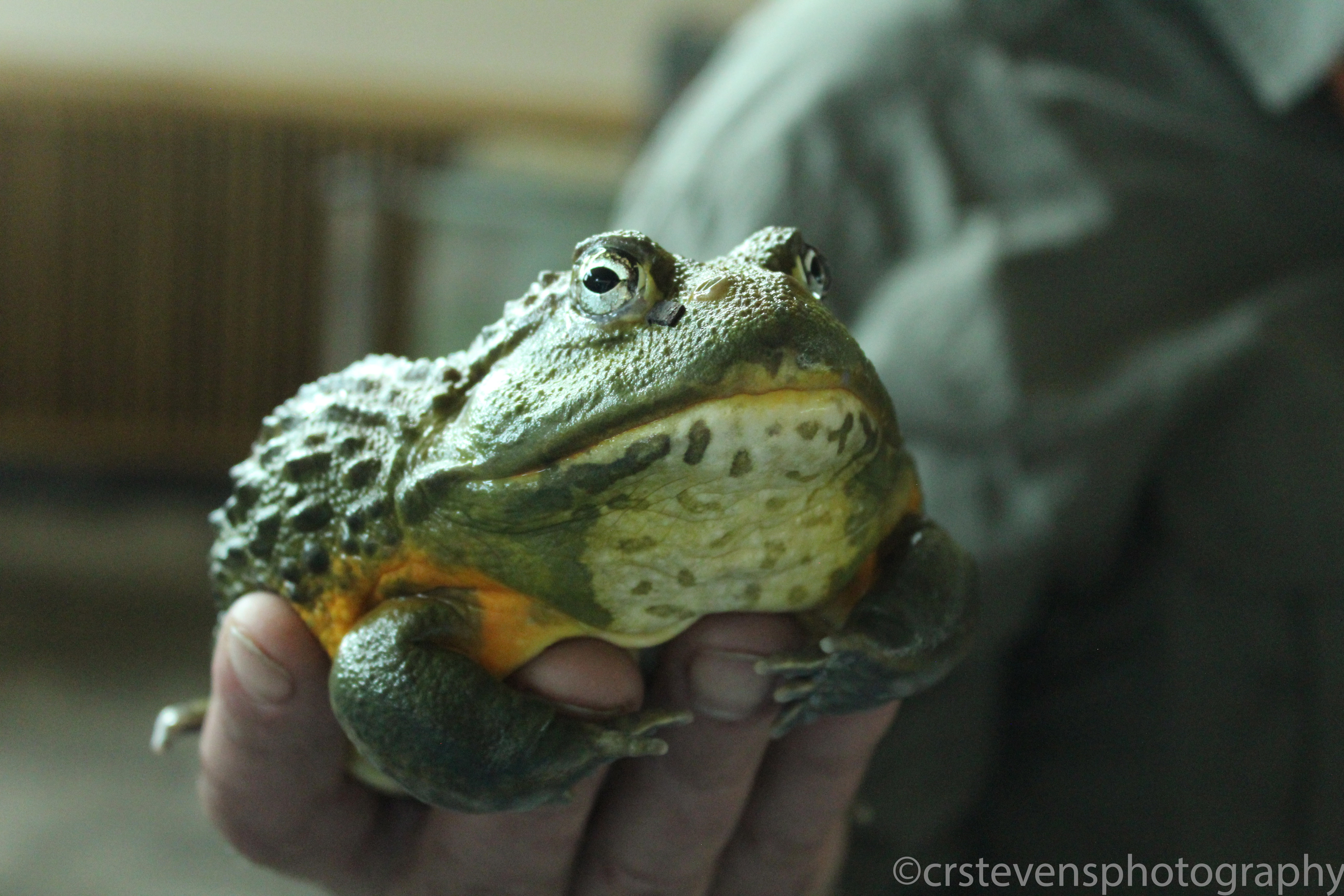 hands holding a green toad