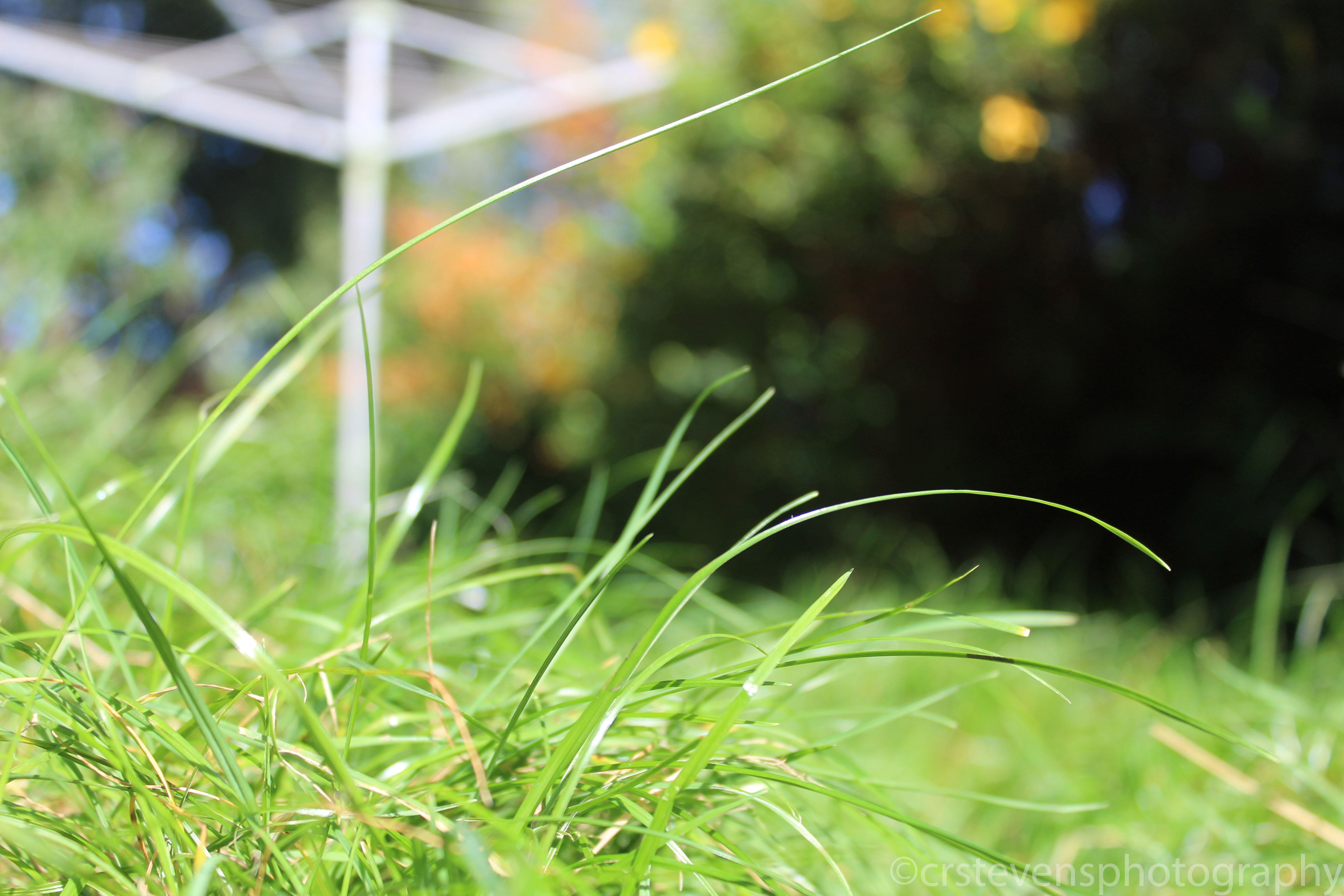 a close up of grass in a garden with a washing line and bushes blurred in the background