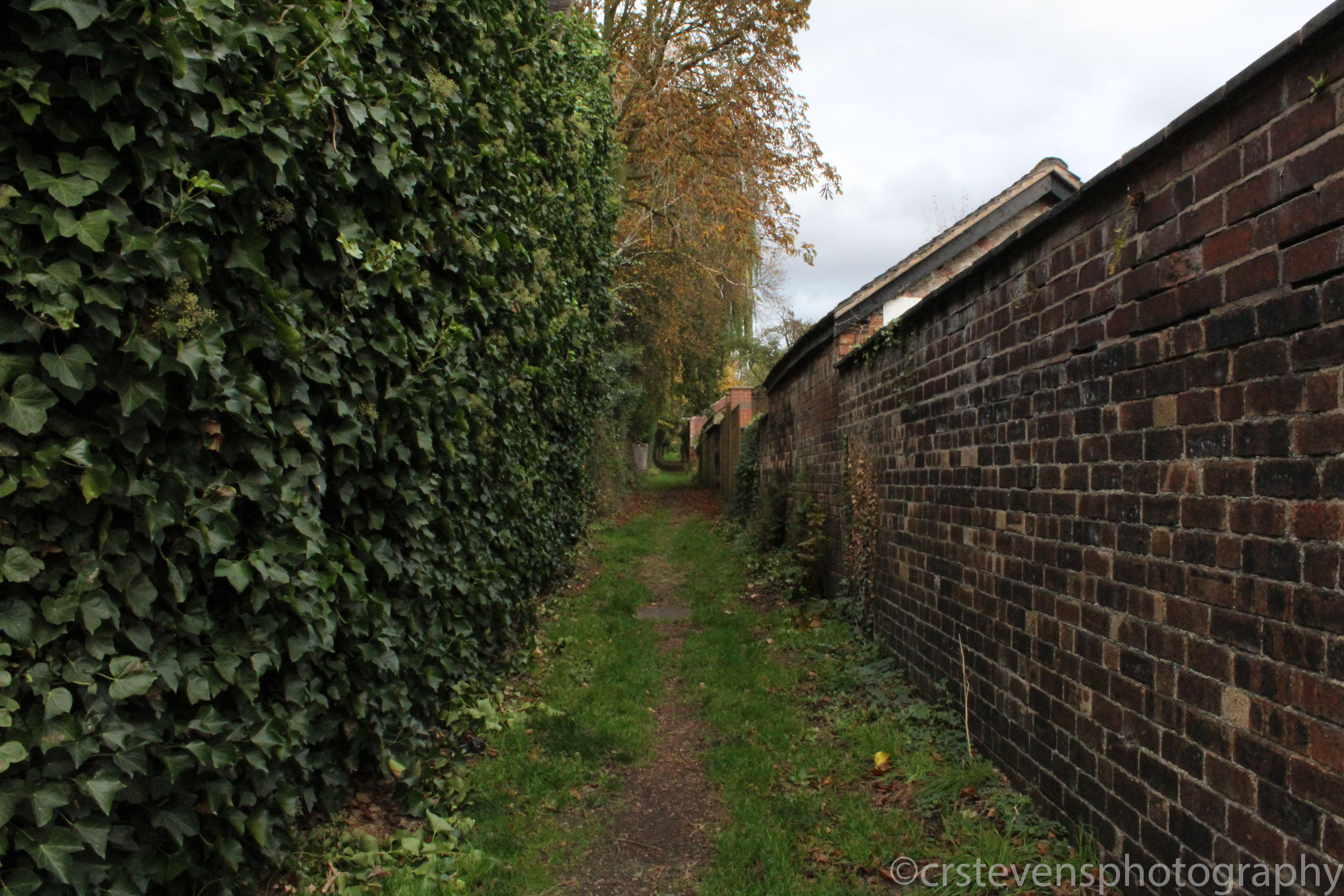 a very long alleyway covered in leaves