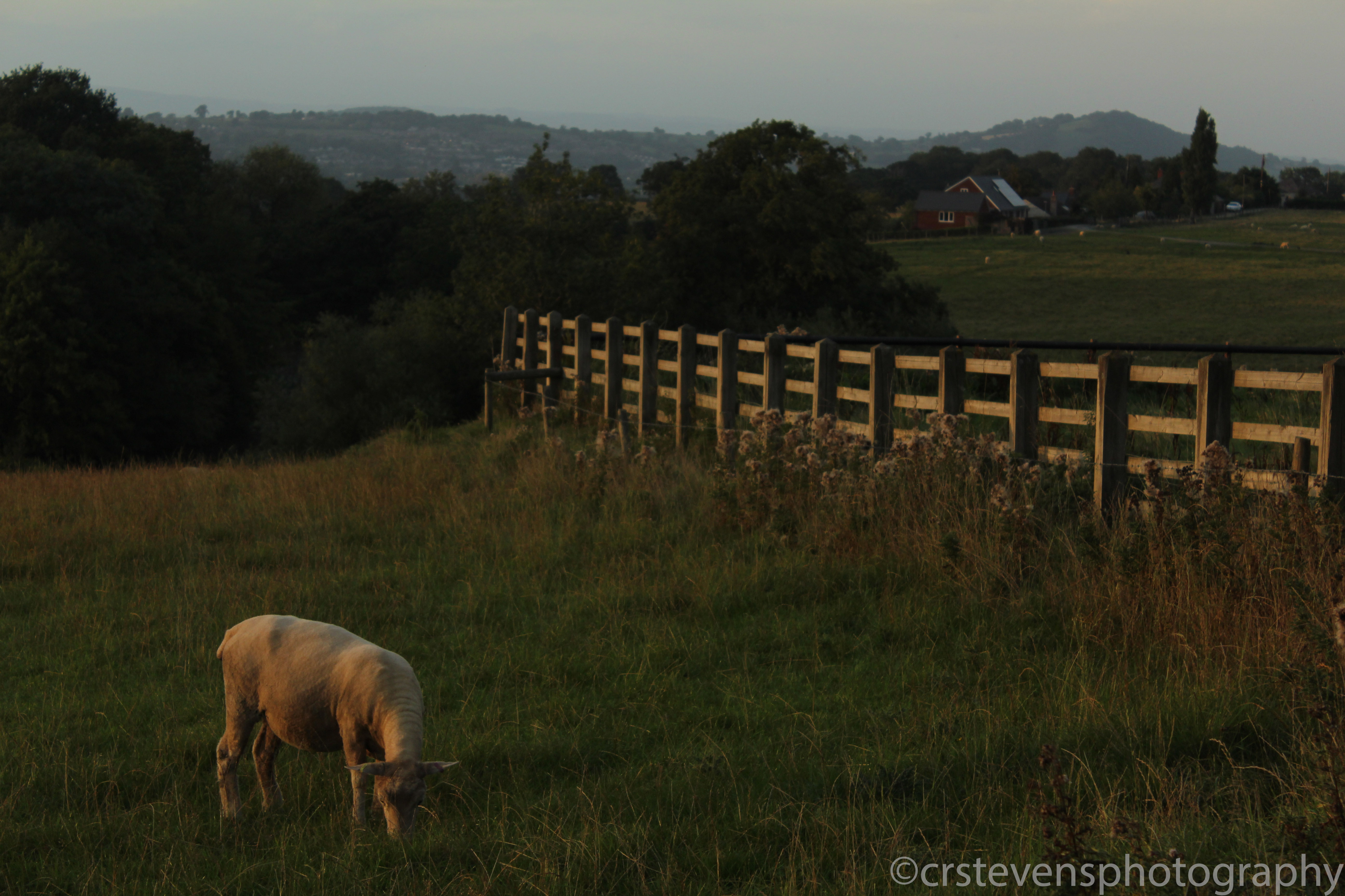 a sheep next to a fence and a hedge in a field at golden hour