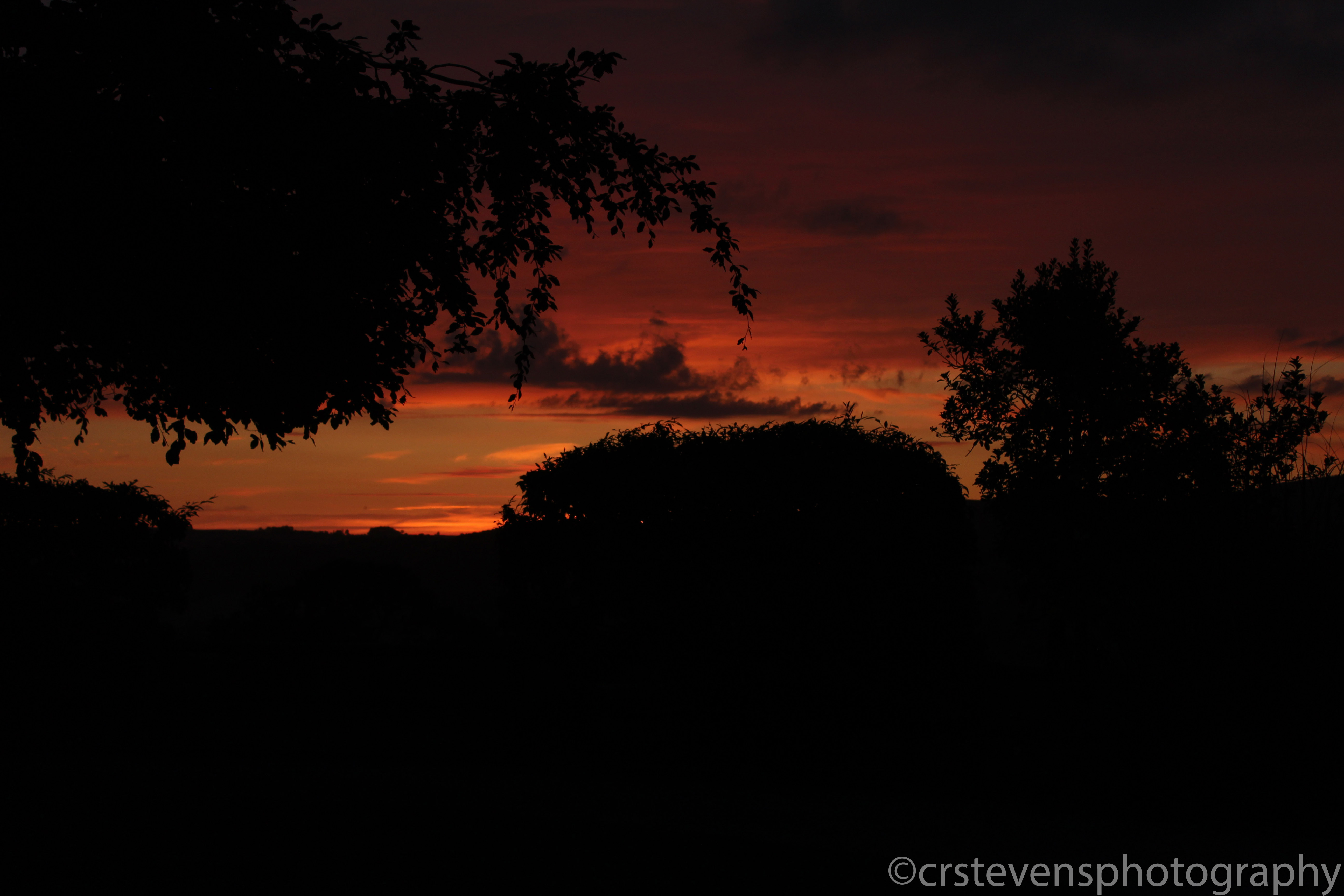 some bushes silhouetted against a red and orange sky at sunset