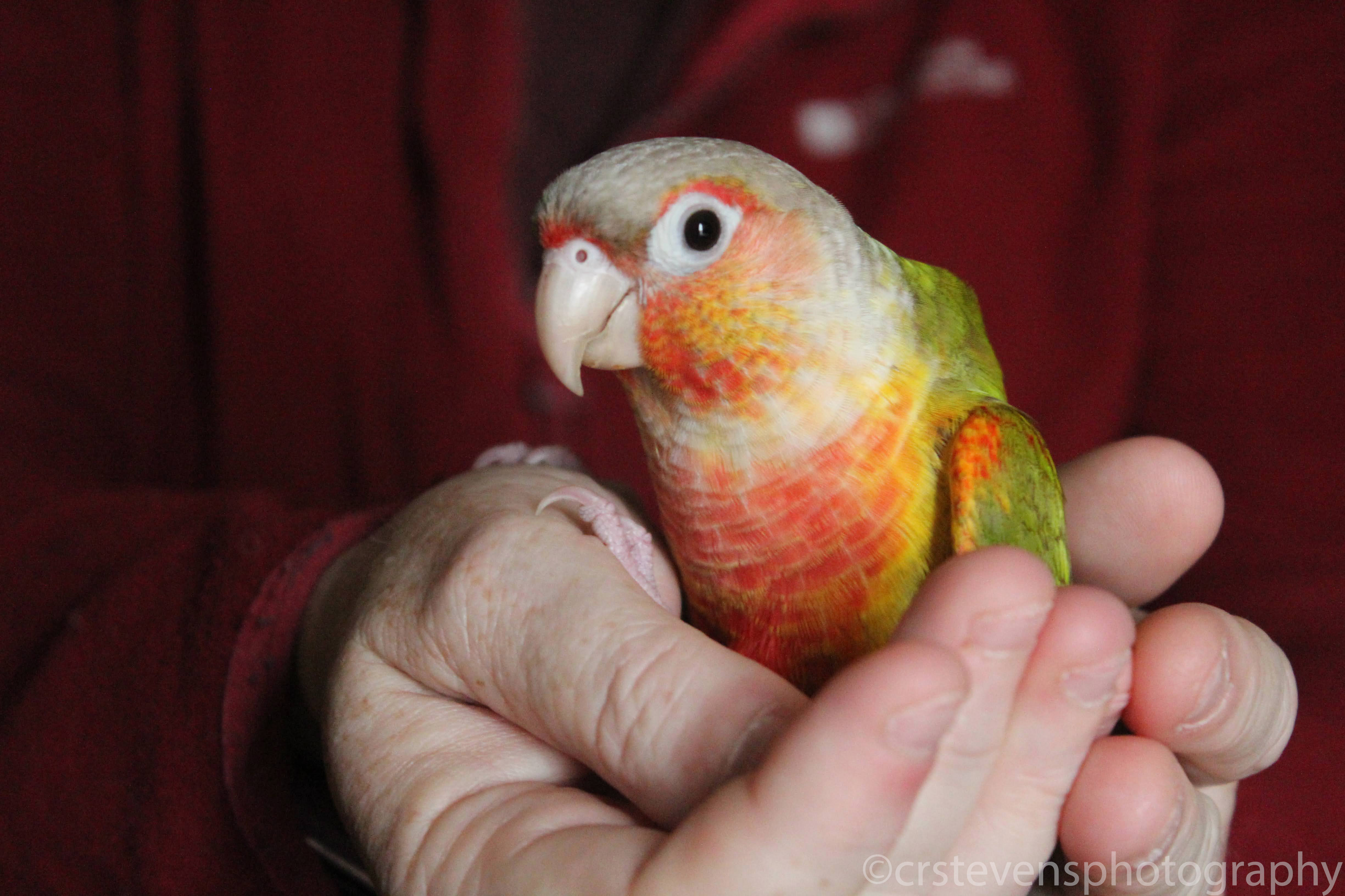 a parrot in someones hands