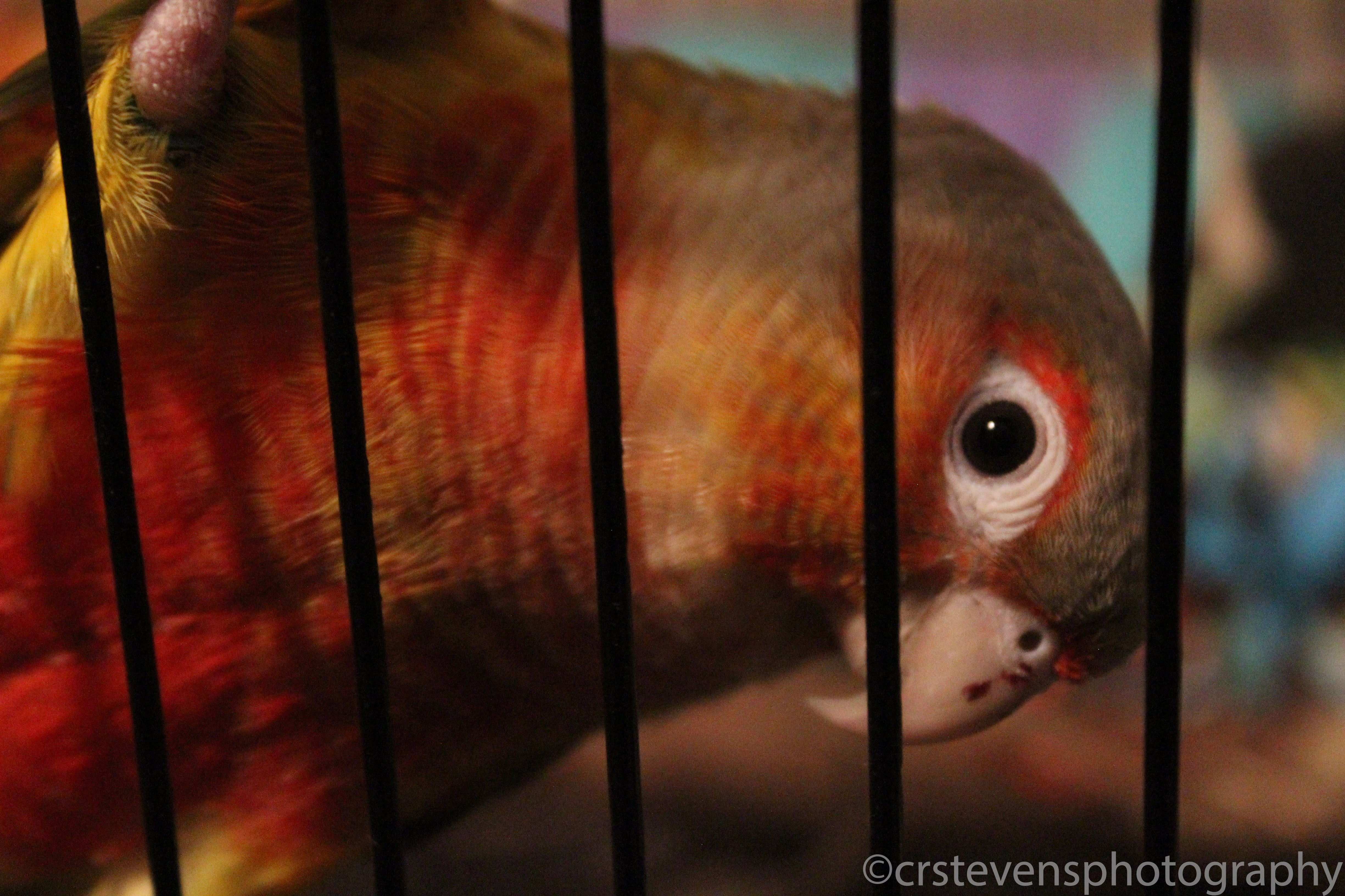 a parrot in a cage
